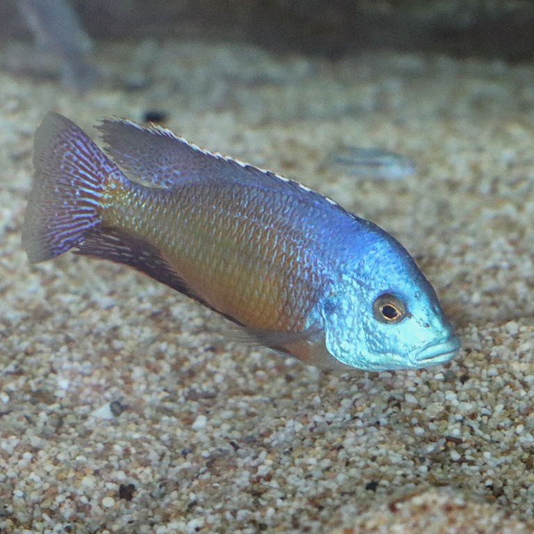 Red Empress Cichlid male