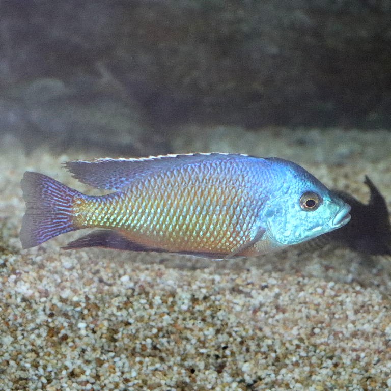 Red Empress Cichlid