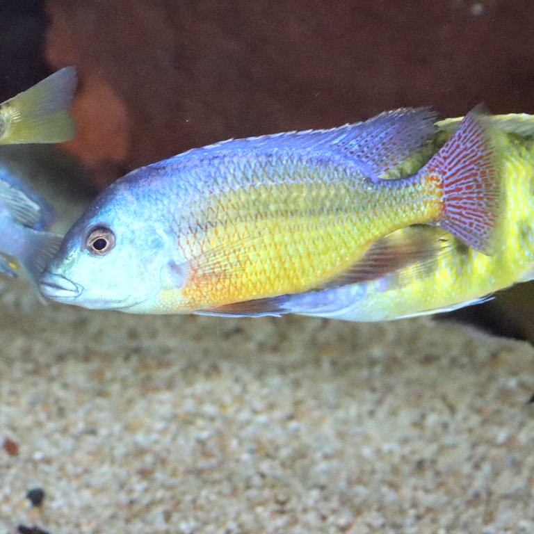 Red Empress Cichlid
