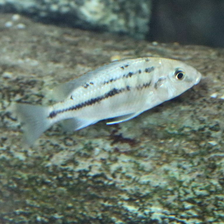 Spindle Hap Cichlid female