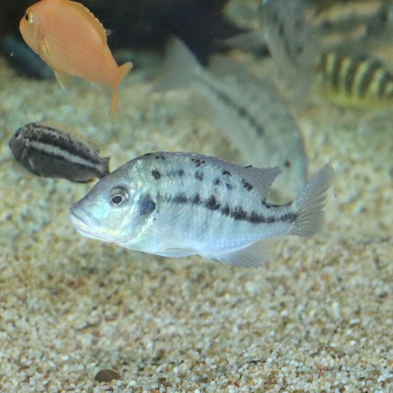 Spindle Hap Cichlid
