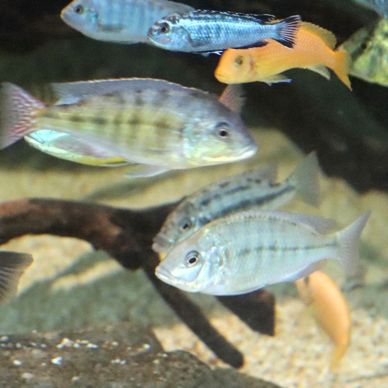 Spindle Hap Cichlid