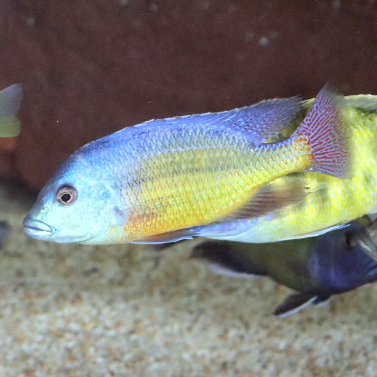 Red Empress Cichlid male