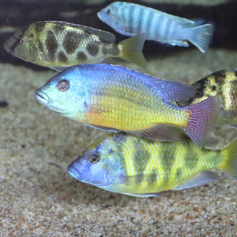 Red Empress Cichlid with Giraffe Hap