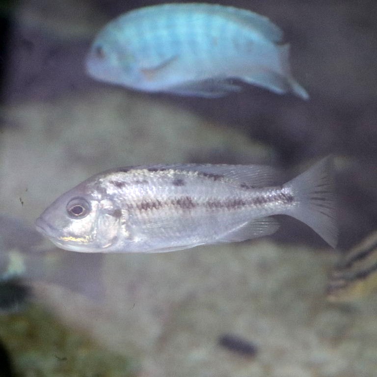 Red Empress Cichlid female