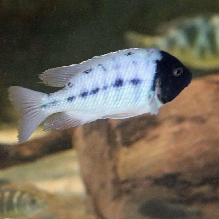 Spindle Hap with black head syndrome