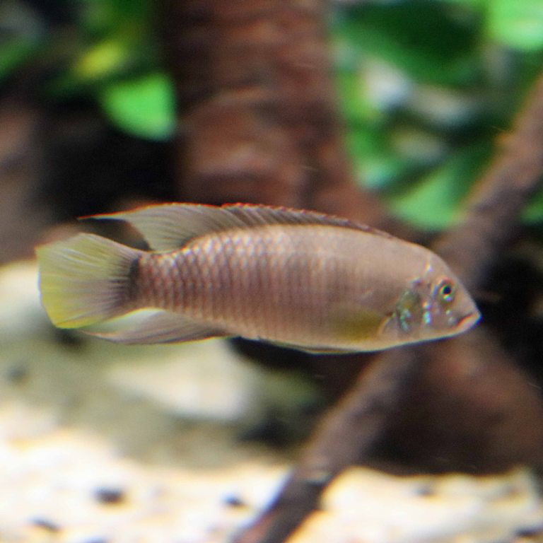Red-lipped River Cichlid