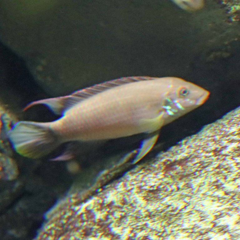 Red-lipped River Cichlid