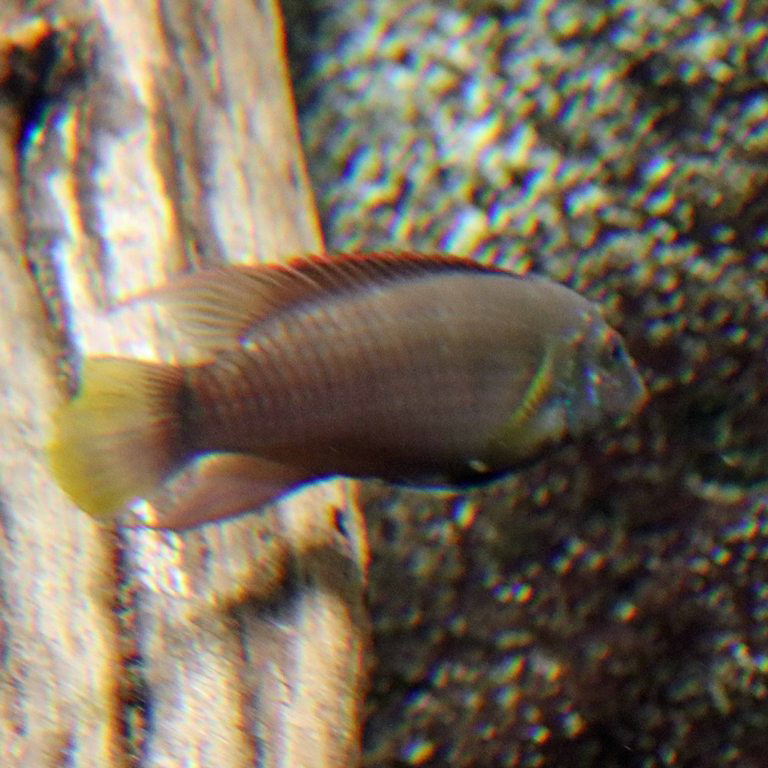 Red-lipped River Cichlid