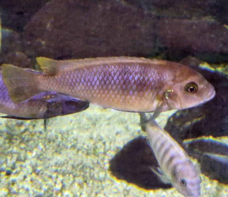Rusty Cichlid