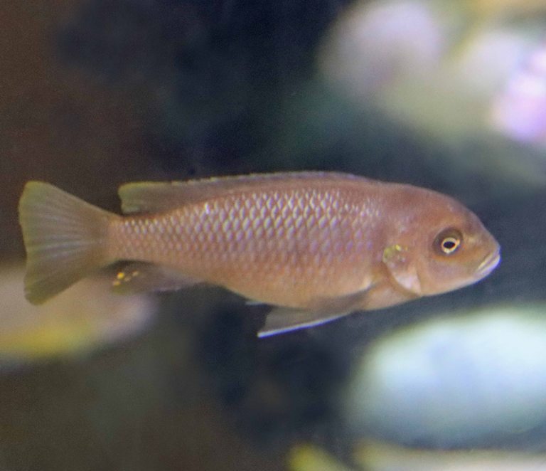 Rusty Cichlid