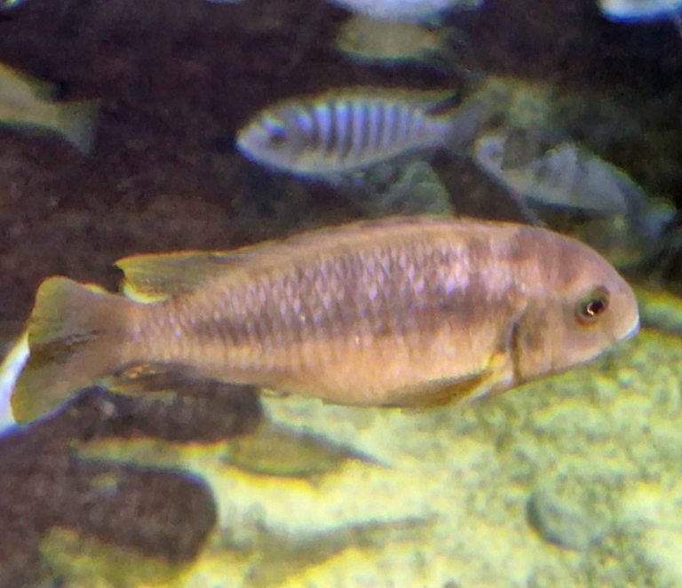 Rusty Cichlid