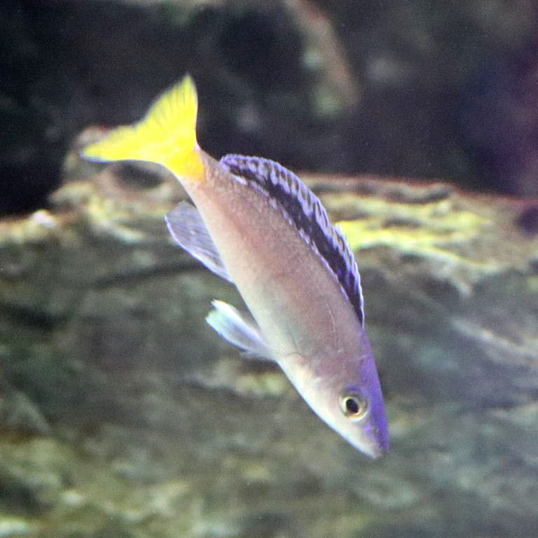 Sardine Cichlid