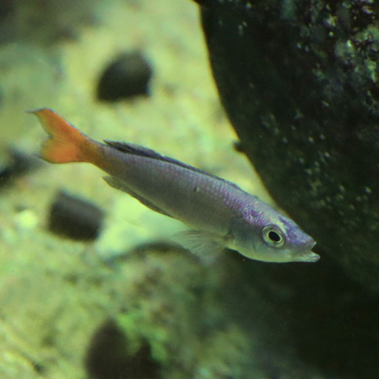 Sardine Cichlid