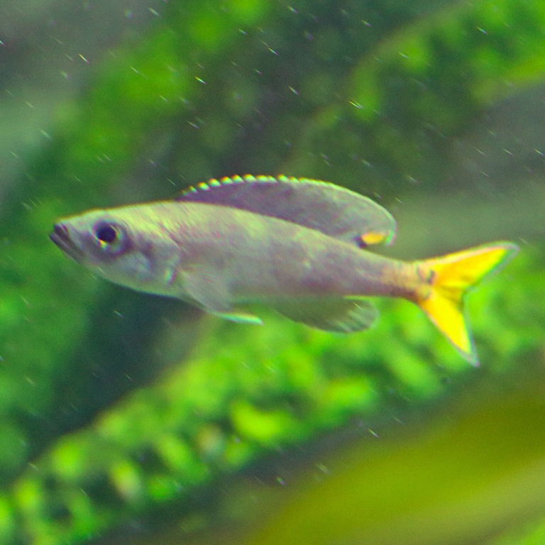 Sardine Cichlid