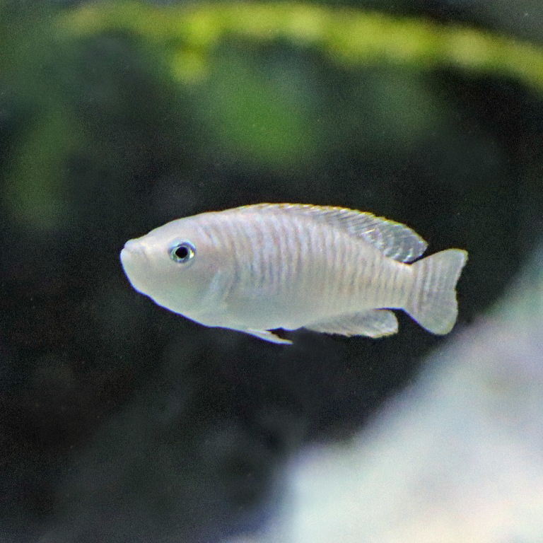 Signatus Shell-dwelling Cichlid