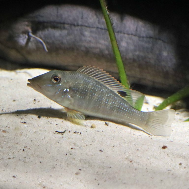 Stonemover Cichlid