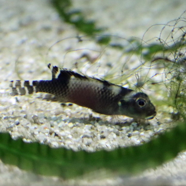 Transvestite Dwarf Cichlid