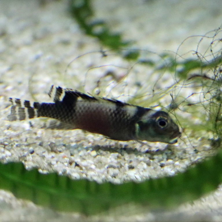 Transvestite Dwarf Cichlid