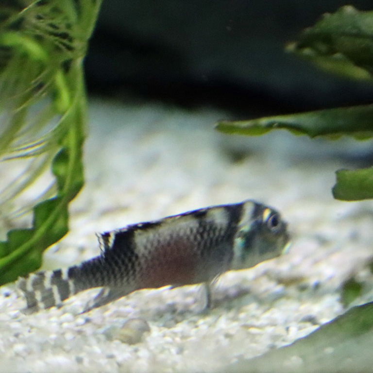 Transvestite Dwarf Cichlid