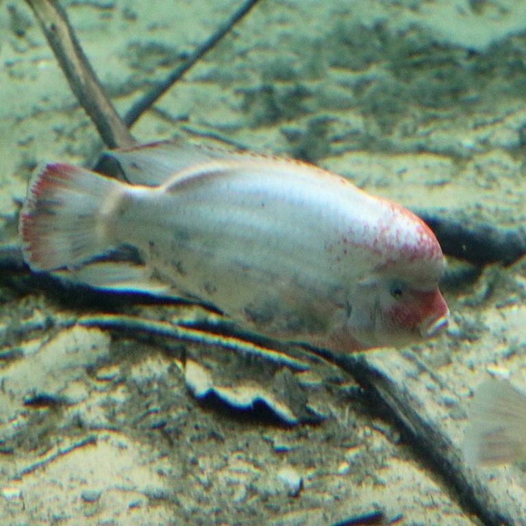 Fenestratus Cichlid