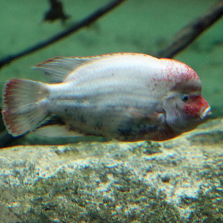 Fenestratus Cichlid