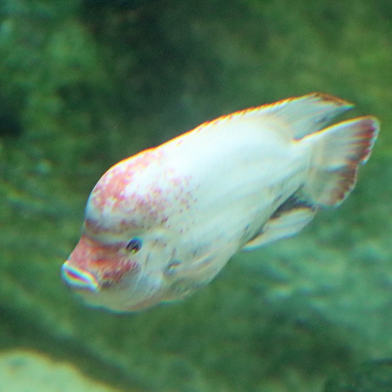Fenestratus Cichlid