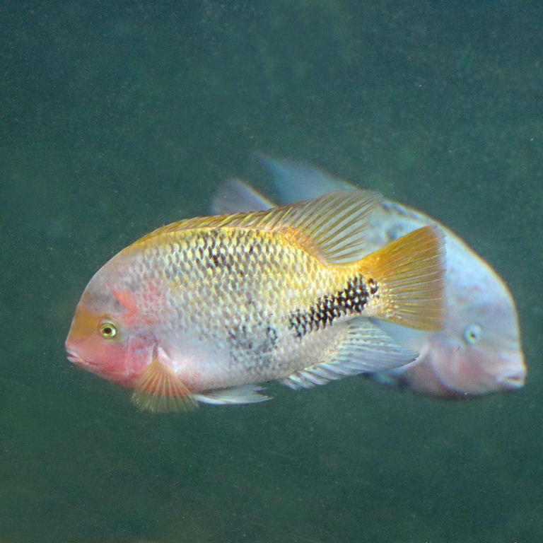 Redhead Cichlid