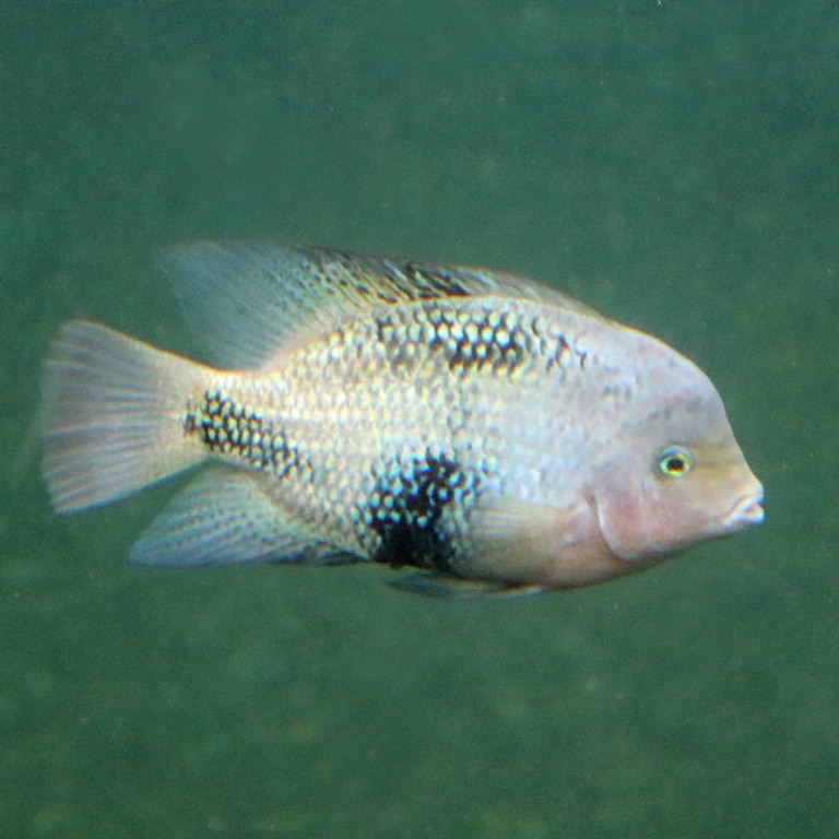 Redhead Cichlid melanura