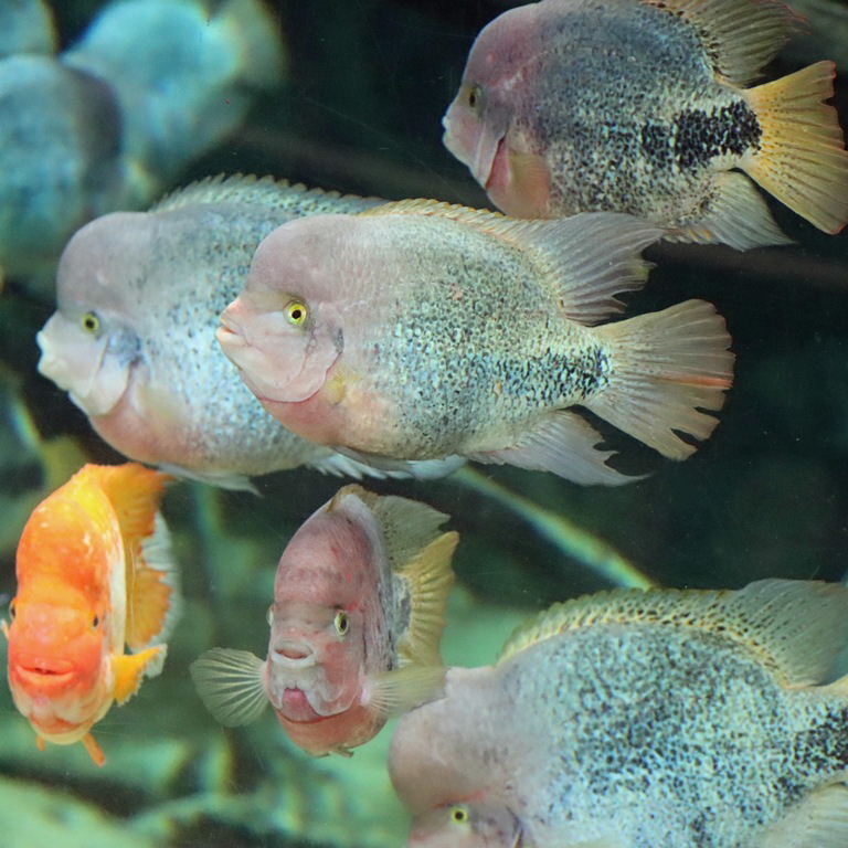 Tailbar Cichlids with a Midas