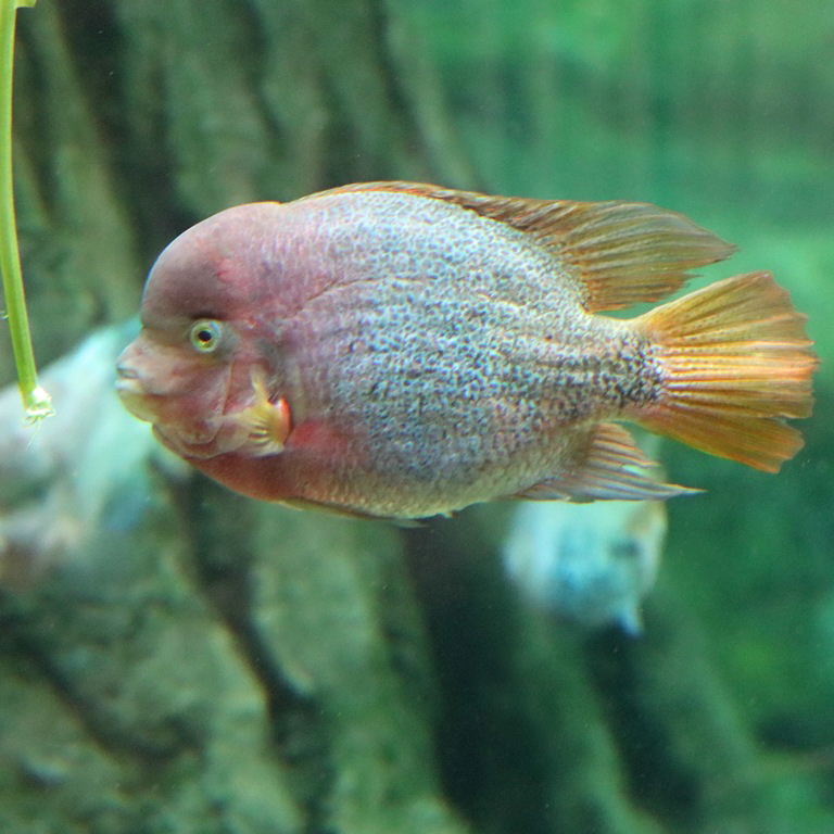 Tailbar Cichlid