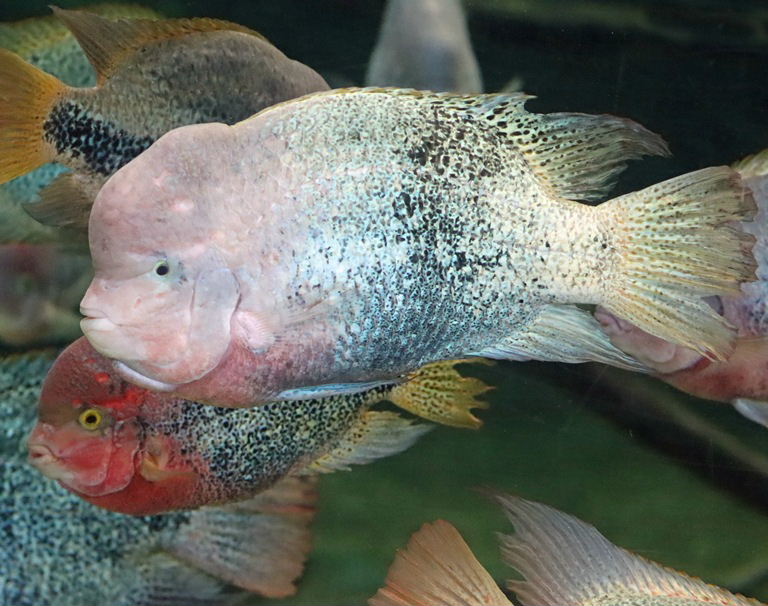 Tailbar Cichlid