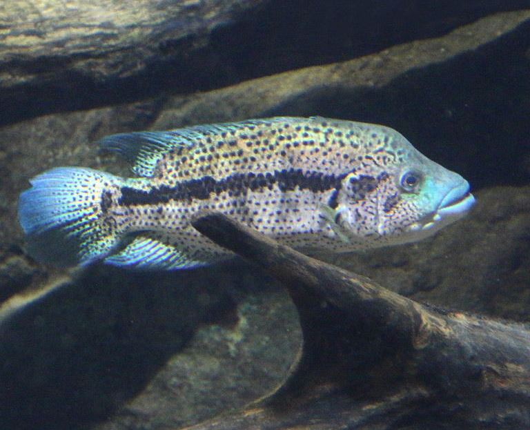 Wolf Cichlid male