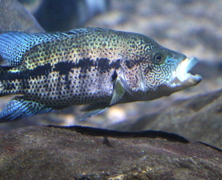 Wolf Cichlid