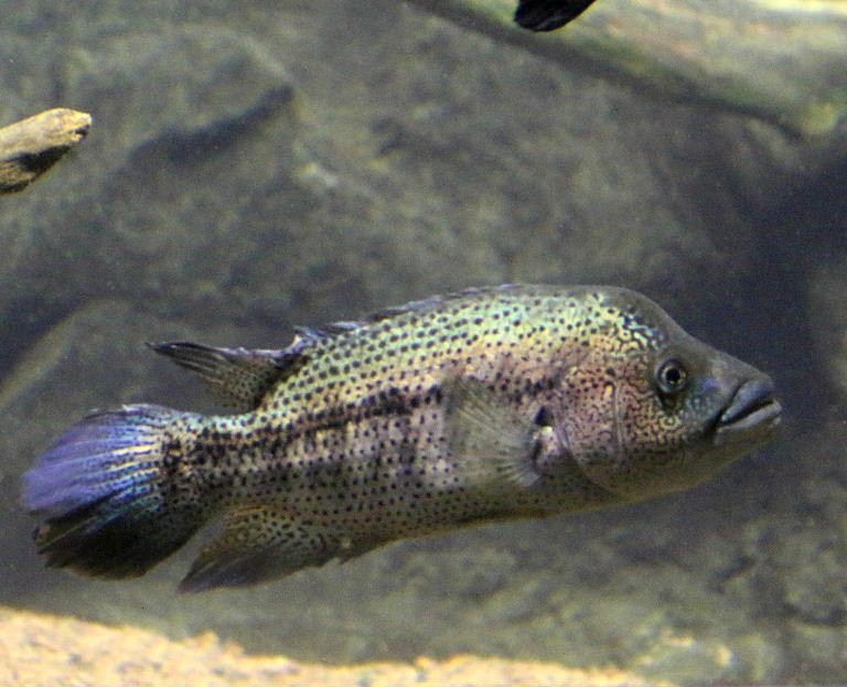 Wolf Cichlid