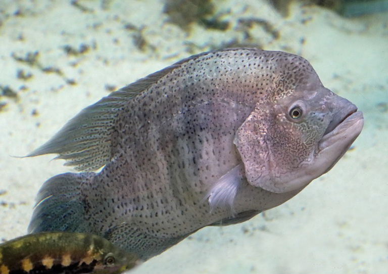 Wolf Cichlid male