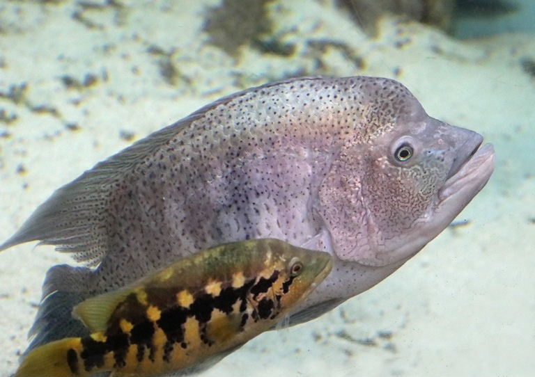 Wolf Cichlid