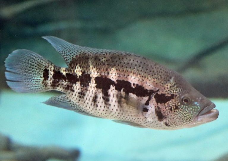 Wolf Cichlid