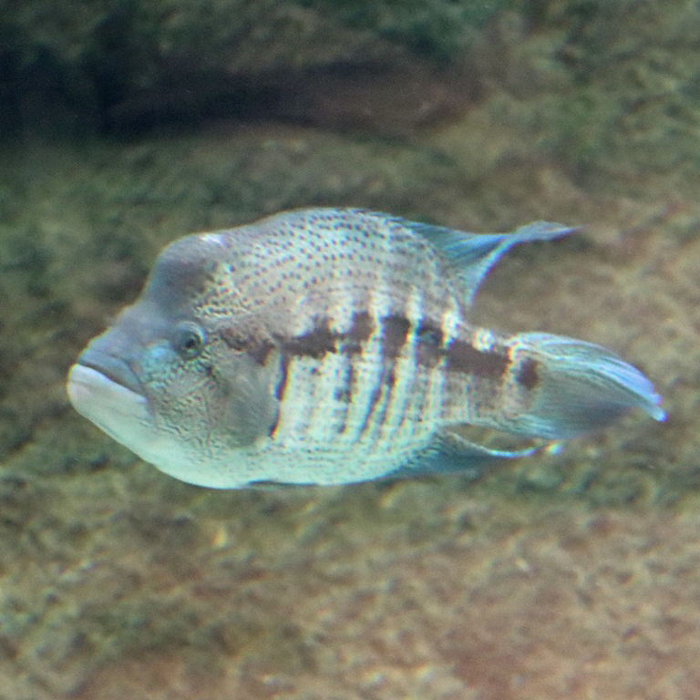 Wolf Cichlid
