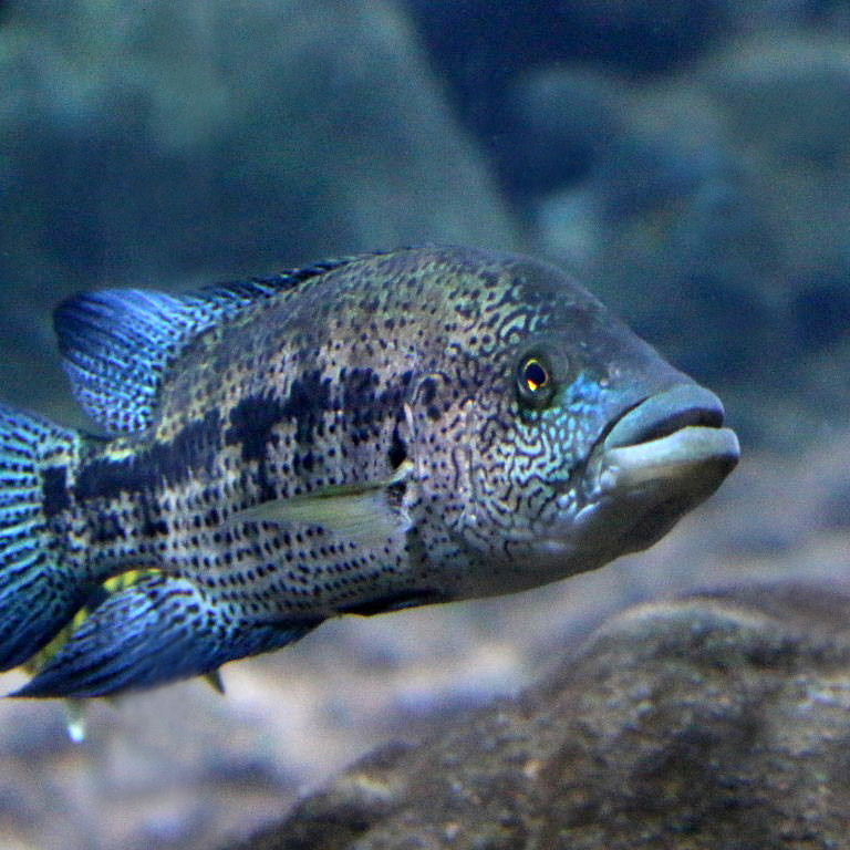 Wolf Cichlid