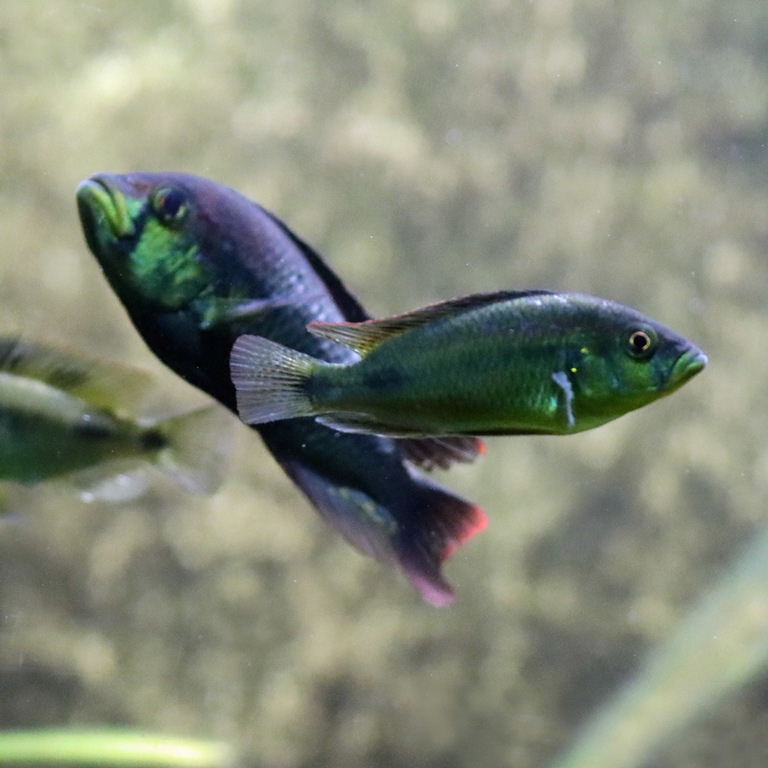 Yellowbelly Albert male