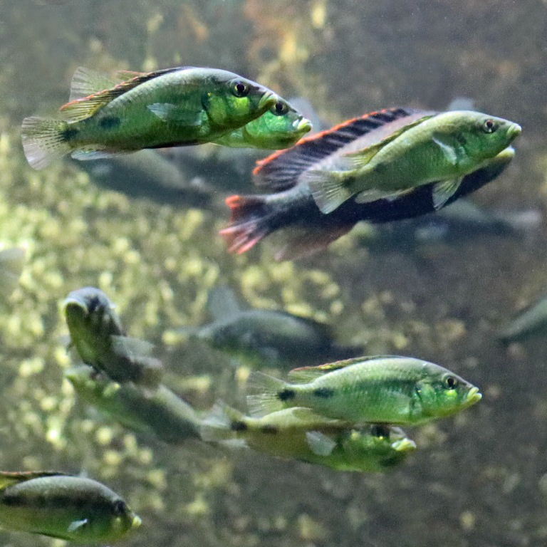 Yellowbelly Albert female