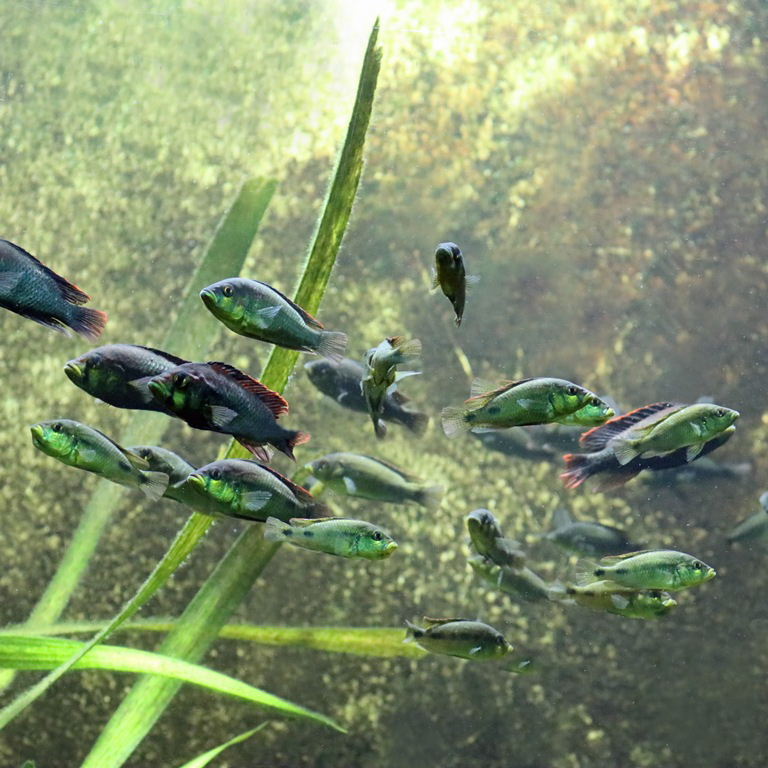 Albert's Yellowbellies