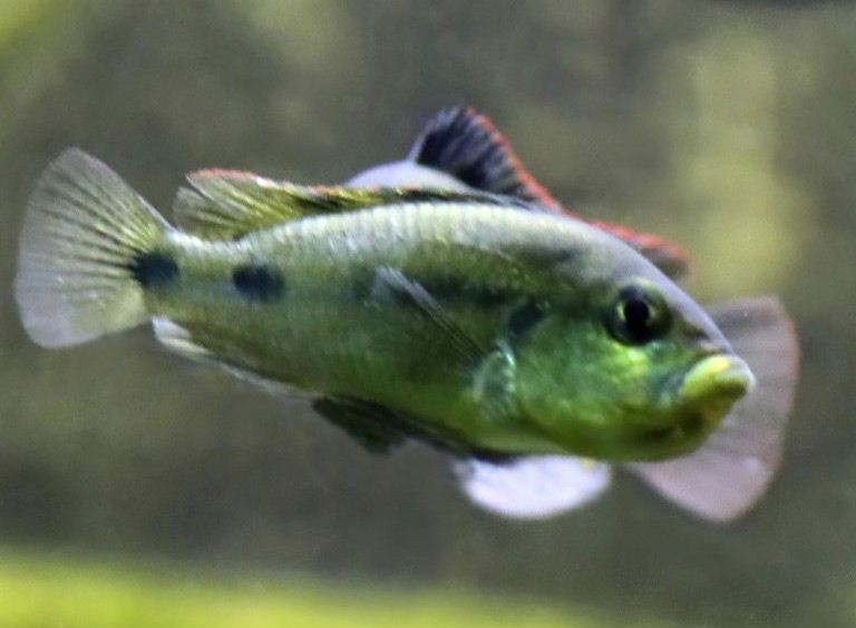 Yellowbelly Albert female