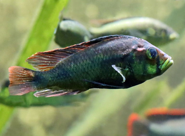 Yellowbelly Albert male