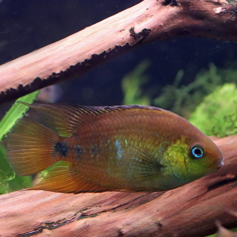 Yellow Convict Cichlid