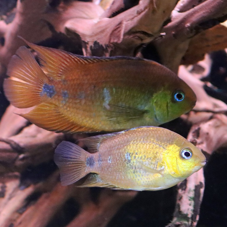Yellow Convict Cichlid