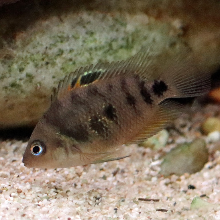Yellow Convict Cichlid