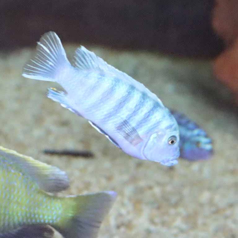 Cobalt Blue Zebra Cichlid