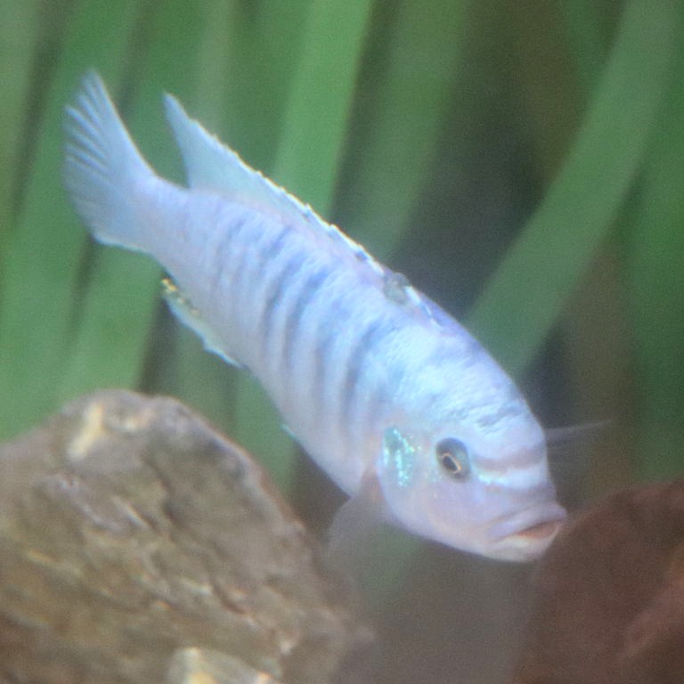 Cobalt Blue Zebra Cichlid